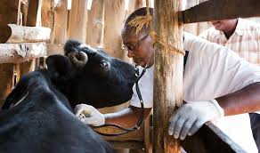 Animal Health